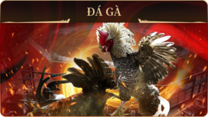 Đá gà ibet68