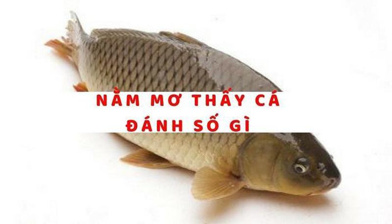 Mơ thấy cá mang lại điềm báo gì cho người mơ?