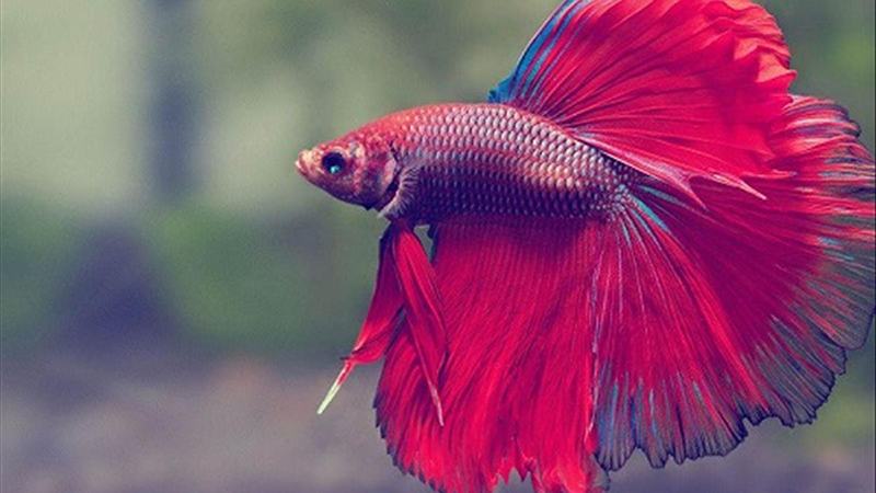 Thấy mình đang ăn cá là giấc mơ như thế nào? Mơ thấy cá đánh con gì?