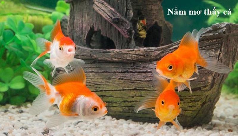 Cá bơi trong nước là điềm lành. Vậy mơ thấy cá đánh con gì thắng lớn?