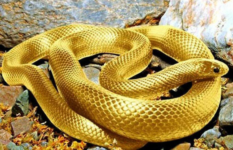 Tổng hợp chi tiết mơ thấy rắn đánh con gì trúng lớn từ Ibet68