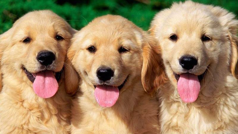 Mơ thấy chó đánh con gì? 1 con - 2 con - 3 con?