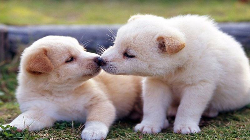 Mơ thấy ăn thịt chó nên đánh số mấy? Ý nghĩa giấc mơ này là gì?