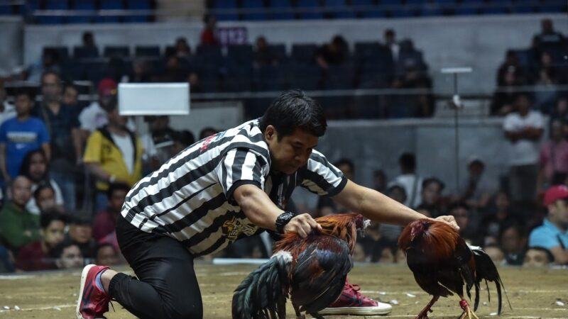 Tại sao cần biết những kinh nghiệm đá gà cựa sắt