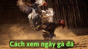 Cách xem ngày đá gà là gì?