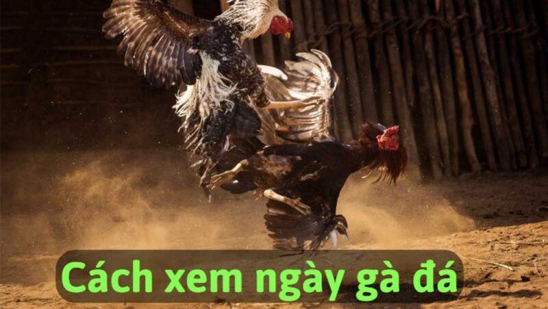 Cách xem ngày đá gà là gì?