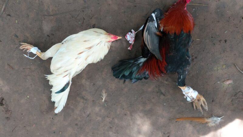 Một số kinh nghiệm tham gia chắc thắng