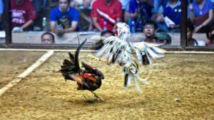 Kinh nghiệm đá gà cựa sắt