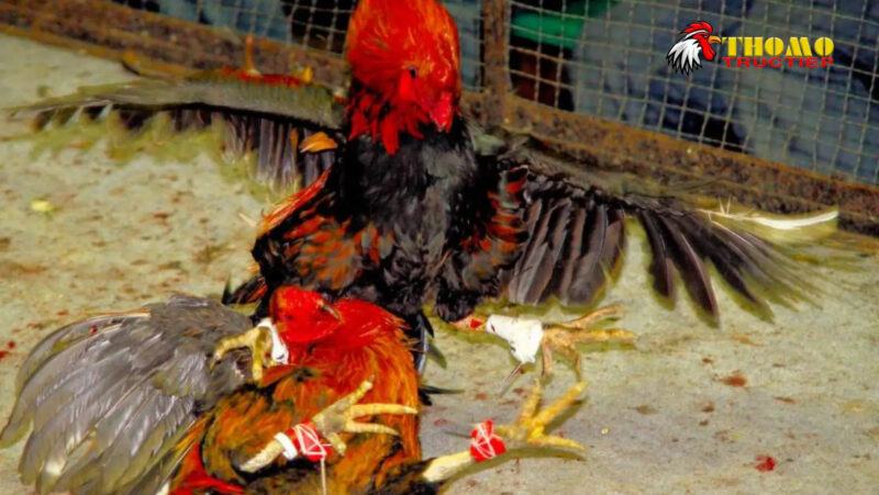 Lý do nên cược đá gà thomo tại cổng game Ibet68?