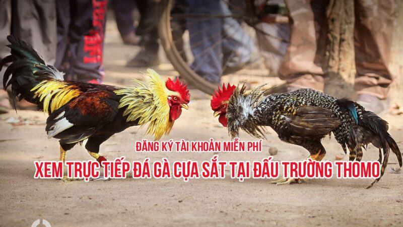 Đá gà thomo - Đăng ký nhanh gọn chỉ trong vài phút
