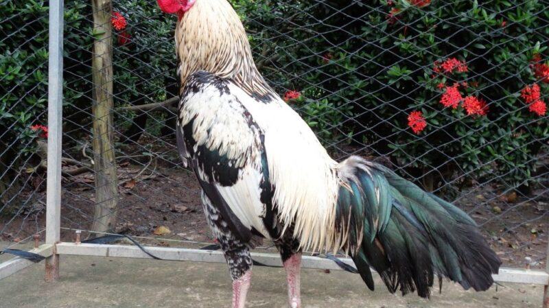 Mạng Thủy có thể thi đấu ở 4 mùa.